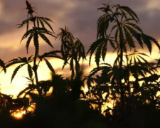 В Мариуполе местный наркоаграрий выращивал огород конопли (ФОТО)