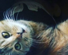 В Мариуполе от бродяжничества спасли необычную кошку с раскосыми глазами (ФОТО)