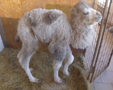 Уникальный новорожденный появился в мариупольском зоопарке (ФОТО+ВИДЕО)