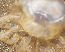 На пляже Мариуполя медузы обожгли детей, а отдыхающие оказались в опасности в море
