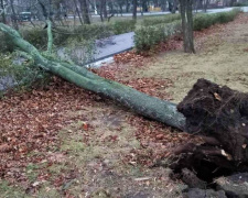 В Мариуполе из-за шторма дерево вырвало с корнями. Спасатели обрезают аварийные кроны