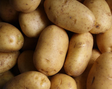 Ціни на картоплю знову ростуть – її вартість вже в чотири рази вища, ніж в минулому році