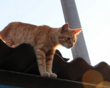В Мариуполе собака упала на дно четырехметрового колодца, а кот застрял на крыше