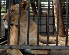 В каких условиях живут животные в мариупольском зоопарке? (ВИДЕО)
