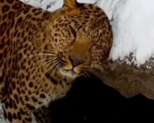 Животные в мариупольском зоопарке обрадовались снегу (ВИДЕО)