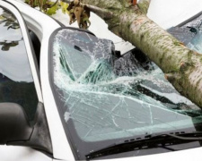 В Мариуполе на припаркованные автомобили падают деревья