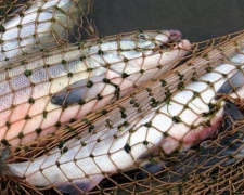 В Мариуполе с первого апреля запретят вылов рыбы