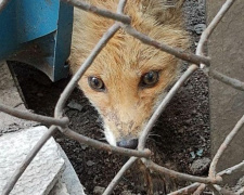 В Мариуполе местные жители спасли семимесячного лисенка (ФОТО)
