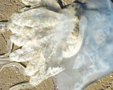 Они погибают из-за селфи: что делать мариупольцам, если ужалила медуза?