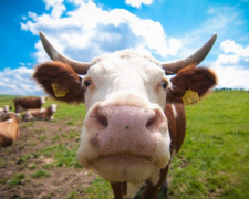 В частном секторе Мариуполя фермер развел 60 коров и засыпал улицу навозом