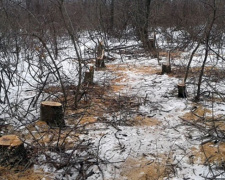В Донецкой области на горячем задержали «черных лесорубов»