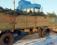 В Донецкой области выявили очередную партию незаконных елок