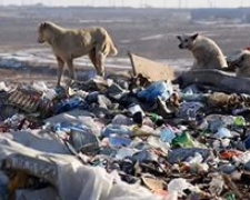 В Мариуполе на свалке собаки раскопали человеческие останки