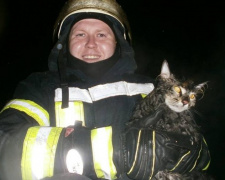 В Мариуполе под дождем спасали кошку (ФОТО)