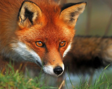 В Национальном природном парке "Святые горы" могут начать отстрел лисиц