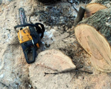 Вблизи Мариуполя "черные лесорубы" уничтожили более двух кубометров древесины