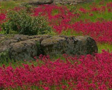 Вблизи Мариуполя расцвела уникальная приазовская степь - заповедник Каменные могилы (ВИДЕО)