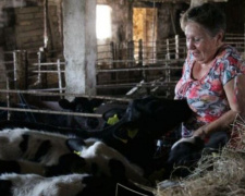 В поселке под Мариуполем двое фермеров восстанавливают животноводство (ФОТО+ВИДЕО)