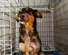 В Мариуполе спасли раненую на фронте собаку