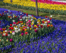 Миниатюрная Голландия: цветущий парк «Веселка» взорвал соцсети мариупольцев (ФОТО)