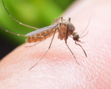 Комары заражают мариупольцев глистами-«нитками»
