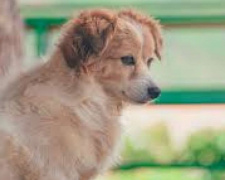 В Мариуполе собака трое суток не могла выбраться из неработающего фонтана: понадобилась помощь спасателей