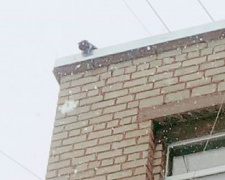 Как в Мариуполе спасали кота, просидевшего на крыше школы четверо суток (ФОТО)
