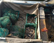 Браконьеры выловили рыбы вблизи Мариуполя на более 50 тысяч гривен (ФОТО)