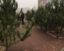 В Мариуполе уже продают елки. Сколько стоит новогодняя красавица? (ФОТОФАКТ)