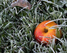 В Донецкую область надвигаются заморозки: температура опустится до -3°C