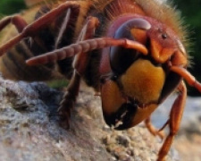 В детском саду Мариуполя поселились опасные насекомые