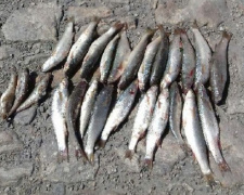 Браконьер в Мариуполе наловил рыбы на более чем 15 тысяч гривен