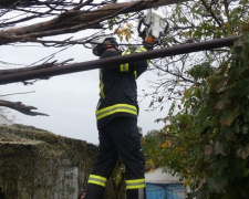 Под Мариуполем на электропроводах повисло дерево (ФОТО)