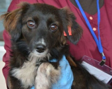Ласковые и веселые: в Мариуполе бездомные собаки ищут любящих хозяев