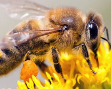 «Панацея» на кончике жала: принесет ли пользу мариупольцам укус пчелы?