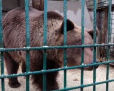 Для медведей и львов из скандального зоопарка на Донетчине нашли новые дома