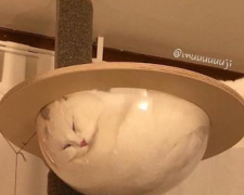 Спящего кота превратили в мем (ФОТО)
