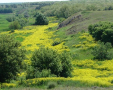 В Донецкой области взяли под охрану пять ботанических и ландшафтных заказников (ФОТО)