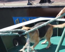 Собака из Крыма стала членом экипажа Мариупольского отряда морской охраны (ВИДЕО)