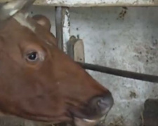 Под Мариуполем из-за нехватки корма сокращается поголовье рогатого скота (ФОТО)