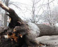 В мариупольском детском саду упало 15-метровое дерево