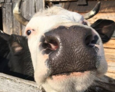 В Донецкой области у коровы обнаружили бешенство
