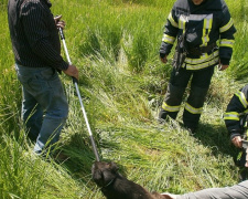 Мариупольские спасатели освободили из колодца собаку (ФОТО)