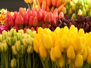 Стало известно, где в Мариуполе разрешили торговать цветами к 8 Марта