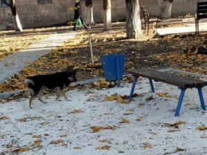 Укусила прохожего: мариупольцы жалуются на агрессию чипированной бродячей собаки