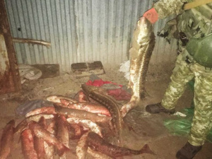 Под Мариуполем браконьер «нарыбачил» на сумму, свыше 100 тысяч гривен (ФОТО)