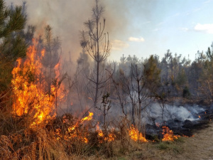 Радіє знищенню лісів - в Україні заочно судитимуть очільника лісового господарства «днр»