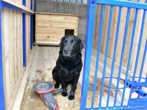 В сети появились фото «квартир» для служебных собак, строящихся в Мариуполе