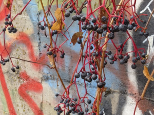 Street art галерея появилась в центре Мариуполя на заброшенной стоянке (ФОТОФАКТ)