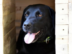 Собаки в Мариуполе получат новое служебное жилье